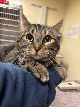 Rescue American Shorthair and Domestic Short Hair Cats for Adoption in Everett, Washington - Ella | PetCurious