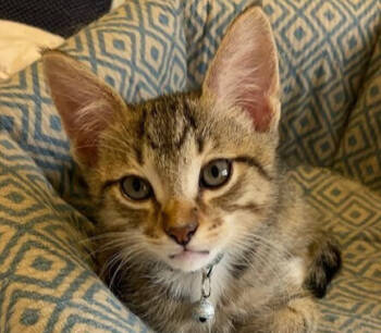 Rescue Tabby Cats for Adoption in Richardson, Texas - Jimmy Choo | PetCurious
