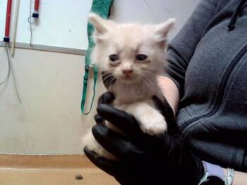 A1049324 -  Domestic Short Hair Cat for Adoption in Martinez, California - A1049324 | PetCurious