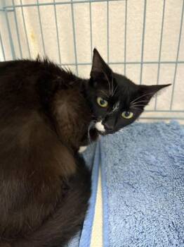 Elinor -  Domestic Short Hair Cat for Adoption in Gainesville, Florida - Elinor | PetCurious