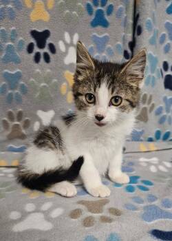 Olivia -  Domestic Short Hair Cat for Adoption in Wabash, Indiana - Olivia | PetCurious