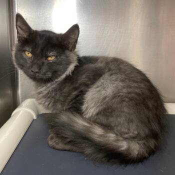 Domestic Long Hair Cats Available for Adoption - Pumba | PetCurious