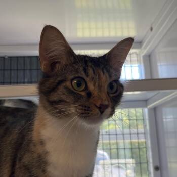 June -  Domestic Short Hair Cat for Adoption in Ruckersville, Virginia - June | PetCurious