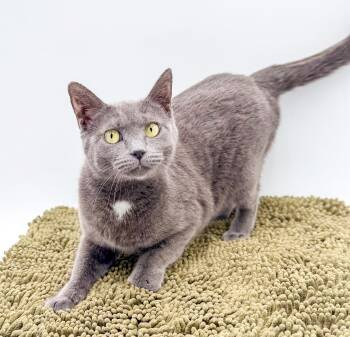 Russian Blue Cats Available for Adoption - Vera Cannot Be Any Sweeter Or Cuddlier!  GORGEOUS LOVER!!  VIDEO | PetCurious