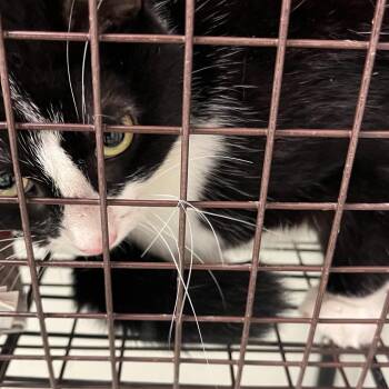 Bamba -  Domestic Short Hair Cat for Adoption in Philadelphia, Pennsylvania - Bamba | PetCurious
