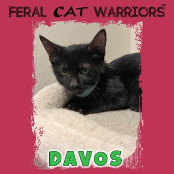 Davos -  Domestic Short Hair Cat for Adoption in Kingman, Arizona - Davos | PetCurious