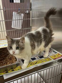 Mae -  Domestic Long Hair Cat for Adoption in Nacogdoches, Texas - Mae | PetCurious