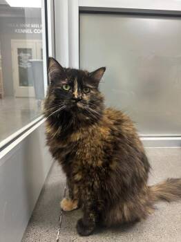 Domestic Long Hair Cats Available for Adoption in Johnson City, Tennessee - Ester | PetCurious