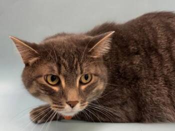 Leo -  Domestic Short Hair Cat for Adoption in Woodbury, Minnesota - Leo | PetCurious