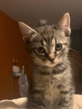 Rescue Tabby and Domestic Short Hair Cats for Adoption in San Antonio, Texas - Franklin Fisherman | PetCurious