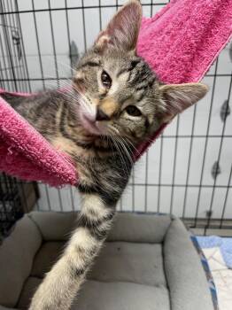 Aspen -  Domestic Short Hair Cat for Adoption in Brownsville, Pennsylvania - Aspen | PetCurious