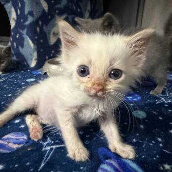 Target -  Domestic Short Hair Cat for Adoption in Marion, Virginia - Target | PetCurious