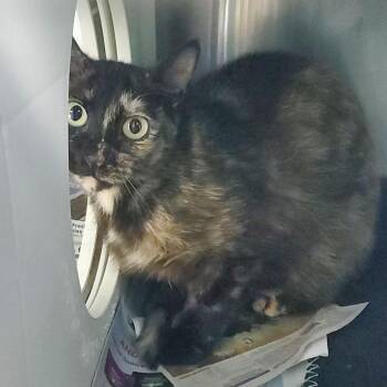 Galyen - RTF -  Domestic Short Hair Cat for Adoption in Chattanooga, Tennessee - Galyen - RTF | PetCurious