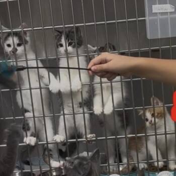 S crew -  Domestic Short Hair Cat for Adoption in Evans City, Pennsylvania - S Crew | PetCurious