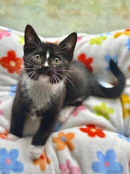 Rescue Domestic Short Hair Cats for Adoption in Wayne, New Jersey - Orville | PetCurious