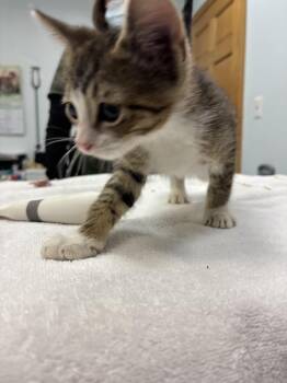 Domestic Short Hair Cats Available for Adoption - Cucu | PetCurious