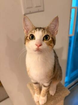 Pixie -  Domestic Short Hair Cat for Adoption in Sunrise, Florida - Pixie | PetCurious