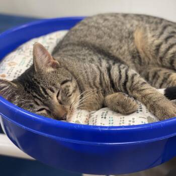 Domestic Short Hair Cats Available for Adoption in San Antonio, Texas - Brisk | PetCurious