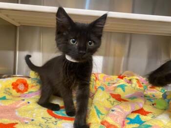 LUCY -  Domestic Short Hair Cat for Adoption in Tustin, California - LUCY | PetCurious