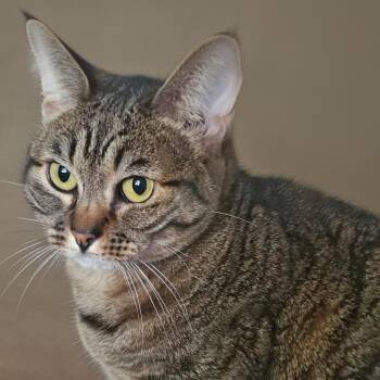 Sassy -  American Shorthair Cat for Adoption in Warrensburg, Missouri - Sassy | PetCurious