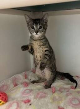 Xena -  Domestic Short Hair Cat for Adoption in Salt Lake City, Utah - Xena | PetCurious
