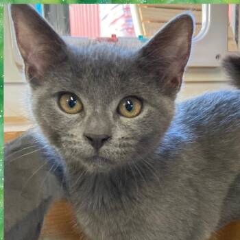 Domestic Short Hair Cats Available for Adoption - Siblings  | PetCurious