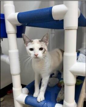 Jessie -  Siamese Cat for Adoption in San Jacinto, California - Jessie | PetCurious