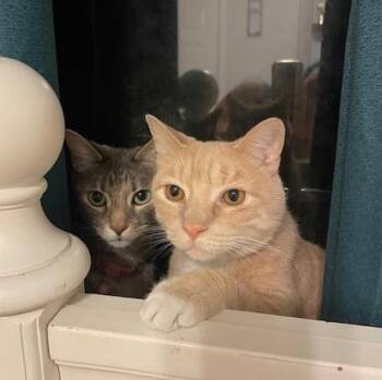 Domestic Short Hair Cats Available for Adoption - Helen & Olasard | PetCurious