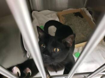 RIKER -  Domestic Short Hair Cat for Adoption in Omaha, Nebraska - RIKER | PetCurious