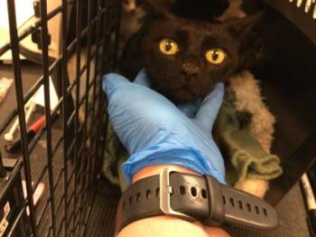 Domestic Short Hair Cats Available for Adoption in Thousand Palms, California - A1916644 | PetCurious