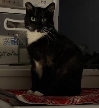 Salem, a special-needs cat -  Domestic Short Hair Cat for Adoption in Everett, Washington - Salem, A Special-needs Cat | PetCurious