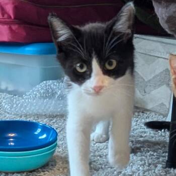 Rocket Raccoon -  Domestic Short Hair Cat for Adoption in Raleigh, North Carolina - Rocket Raccoon | PetCurious