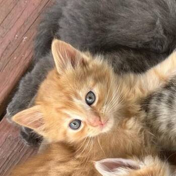 Jim -  Domestic Short Hair Cat for Adoption in Ringtown, Pennsylvania - Jim | PetCurious