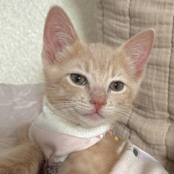 Domestic Short Hair Cats Available for Adoption in Durango, Colorado - Sarah | PetCurious