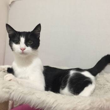 Rescue Domestic Short Hair Cats for Adoption in Los Angeles, California - Nala | PetCurious