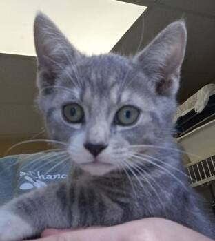 Hoody - I am at Petsmart Framingham -  Domestic Short Hair Cat for Adoption in East Brookfield, Massachusetts - Hoody - I Am At Petsmart Framingham | PetCurious