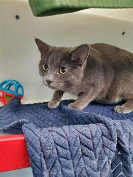 Rescue Domestic Short Hair Cats for Adoption in Peoria, Illinois - CASEY | PetCurious