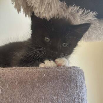 Domestic Short Hair Cats Available for Adoption in Reisterstown, Maryland - CeeCee (paired With A Sibling) | PetCurious