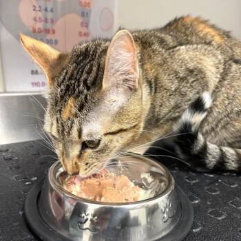 Tiramisu -  Domestic Short Hair Cat for Adoption in League City, Texas - Tiramisu | PetCurious