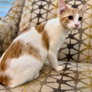Millie Wren -  Tabby and Domestic Short Hair Cat for Adoption in Friendswood, Texas - Millie Wren | PetCurious