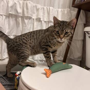 Domestic Short Hair Cats Available for Adoption - Phantom | PetCurious