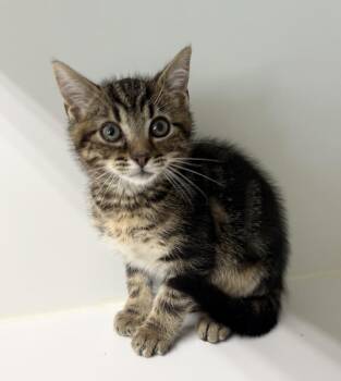 Sparky -  Domestic Short Hair Cat for Adoption in Rochester, Indiana - Sparky | PetCurious