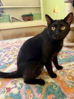 Caroline -  Domestic Short Hair and Bombay Cat for Adoption in Georgetown, Kentucky - Caroline | PetCurious