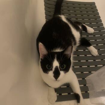 Rescue Domestic Short Hair Cats for Adoption - Denny | PetCurious