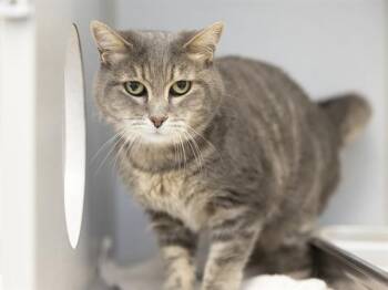 ELLIE -  Domestic Short Hair Cat for Adoption in Phoenix, Arizona - ELLIE | PetCurious