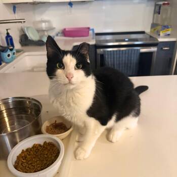 Little Bunny -  Domestic Short Hair Cat for Adoption - Little Bunny | PetCurious