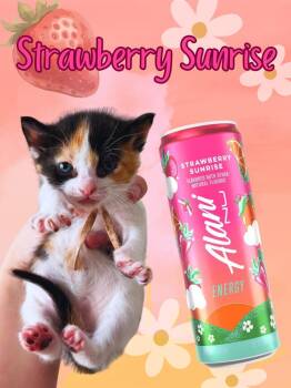 Domestic Short Hair Cats Available for Adoption in Augusta, Georgia - Strawberry Sunrise | PetCurious