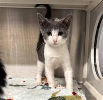 SHELBY -  Domestic Short Hair Cat for Adoption in Tustin, California - SHELBY | PetCurious
