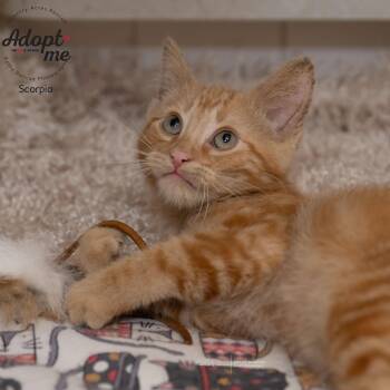 Rescue Domestic Short Hair Cats for Adoption in Ballwin, Missouri - Scorpio | PetCurious