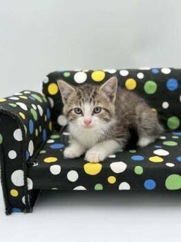 M&M -  Domestic Short Hair Cat for Adoption in Bowling Green, Kentucky - M&M | PetCurious